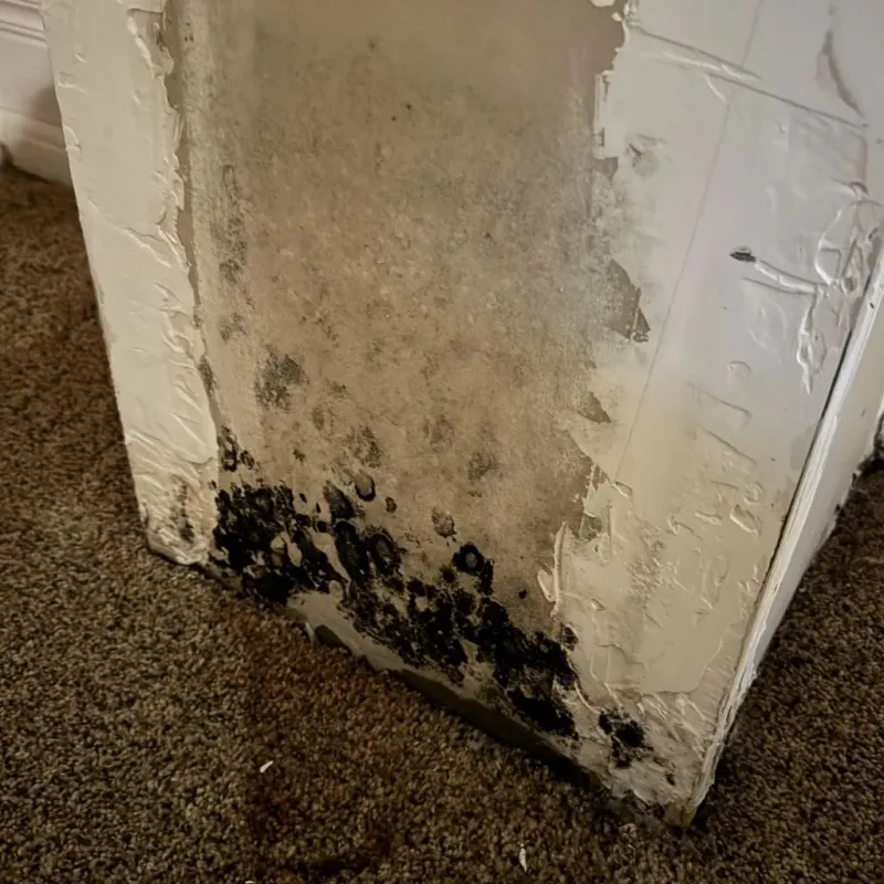 Professional Mold Removal in Sidney, MT